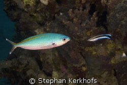 fusilier and cleaner wrasse head to head taken in Na'ama ... by Stephan Kerkhofs 